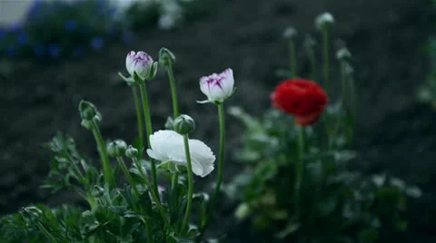 Flowers red and white Stock Footage 22637243