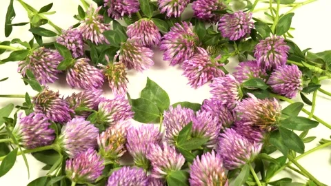 Flowers of red clover are on a white background, top view Stock Footage 341321575