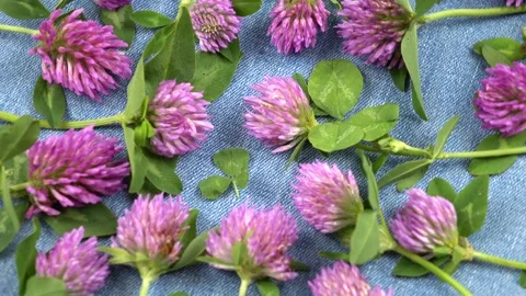 Flowers of the red clover Stock Footage 155548403
