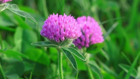 Flowers of red clover on a green grass background Video stock 88257904