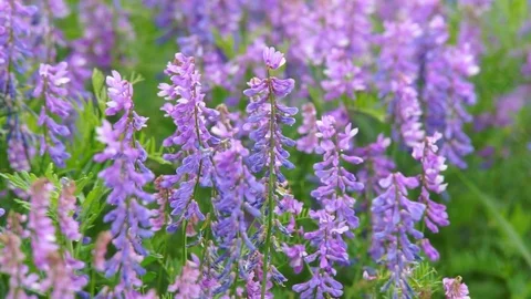 Flowers Red Daisies Stock Footage 77047229