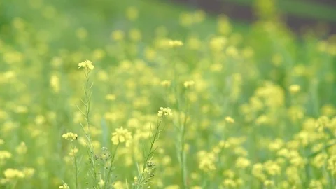 Flowers Red Daisies Stock Footage