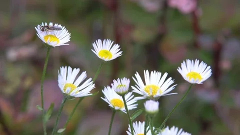 Flowers Red Daisies Stock Footage 81460953