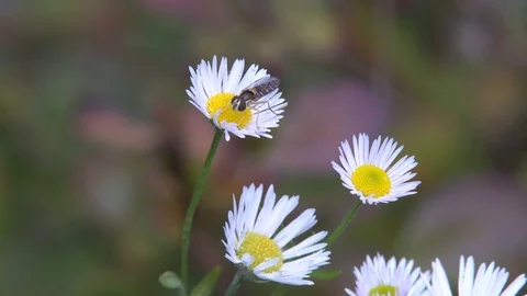 Flowers Red Daisies Stock Footage 81461625