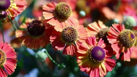 Flowers red Stock Footage 162200618