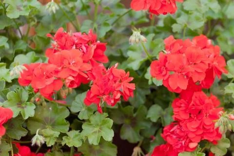 Flowers of a red geranium close up Фото
