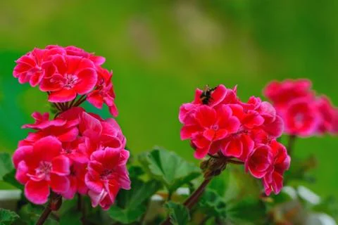 Flowers red geraniums. Stock Photos