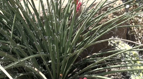 Flowers with red petals Stock Footage 39717878