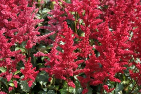 Flowers red Stock Photos