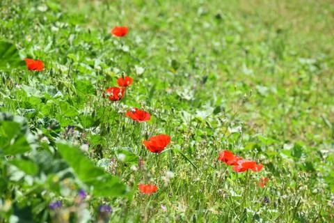 Flowers red 스톡 사진