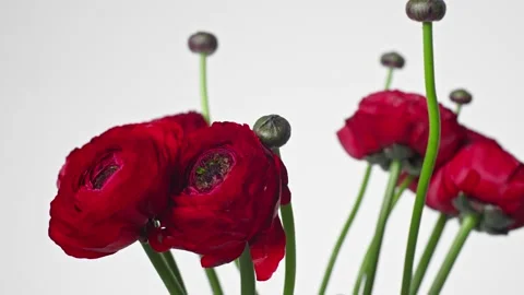 Flowers red poppies with buds, field poppy on a white background. Stock Footage 171655341