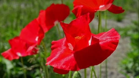 Flowers red poppies. Stock Footage 50718535