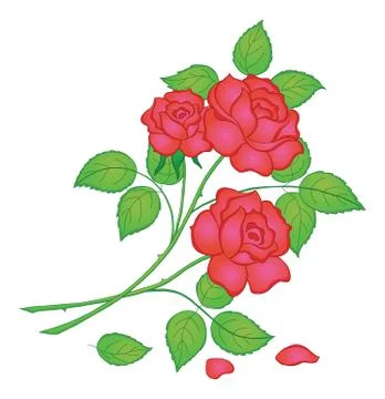 Flowers red rose Stock Illustration