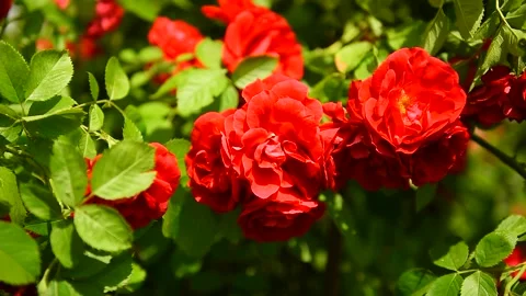 Flowers. Red roses in the wind in the park in sunny weather in summer. Flora Stock Footage 169516110