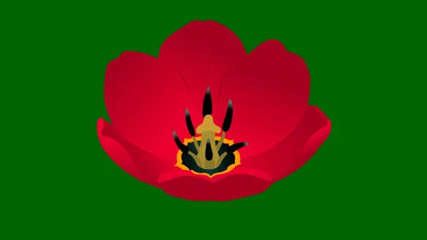 Flowers red Tulip Stock Footage 85643688