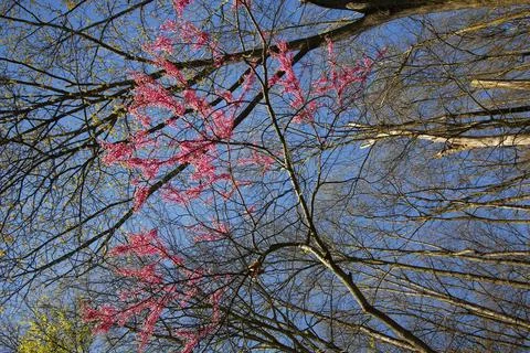 Flowers of a Redbud Tree Stock Photos