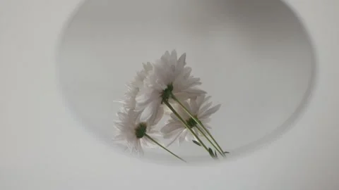 Flowers in reflection. mirror on a white background. autumn chrysanthemums Stock Footage 260417618