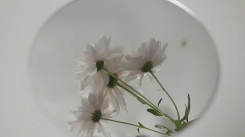 Flowers in reflection. mirror on a white background. autumn chrysanthemums Stock Footage 260417631