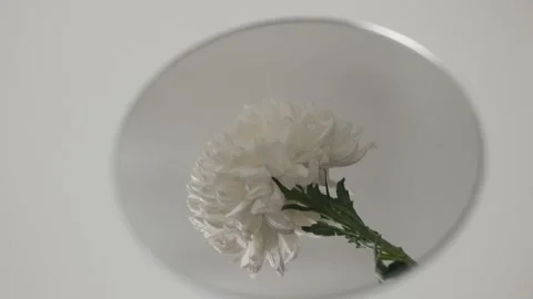 Flowers in reflection. mirror on a white background. autumn chrysanthemums Stock Footage 260417636