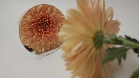 Flowers in reflection. mirror on a white background. autumn chrysanthemums Stock Footage 260417637