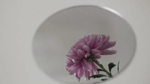 Flowers in reflection. mirror on a white background. autumn chrysanthemums Stock Footage 260417639