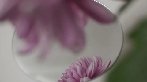 Flowers in reflection. mirror on a white background. autumn chrysanthemums Stock Footage 260417641