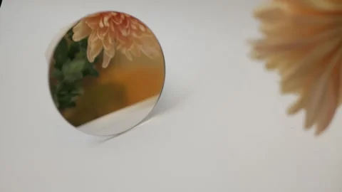 Flowers in reflection. mirror on a white background. autumn chrysanthemums Stock Footage 260417643