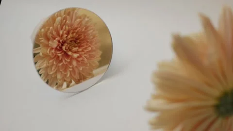 Flowers in reflection. mirror on a white background. autumn chrysanthemums Stock Footage 260417645