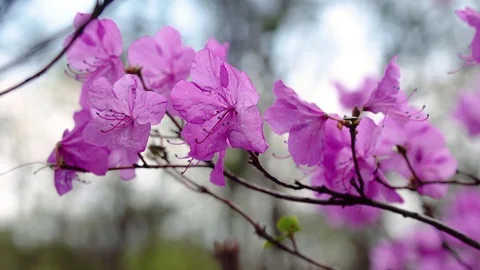 Flowers of rhododendrons Stock Footage 109066079