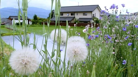 Flowers with rice field in the background. Stock Footage 7765500