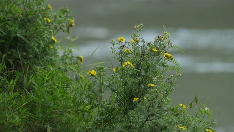 Flowers on the river bank Stock Footage 203900903