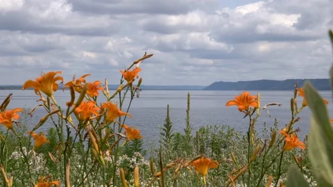Flowers at the river bluffs Stock Footage 88644795