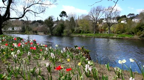 Flowers By The River Video stock 685217
