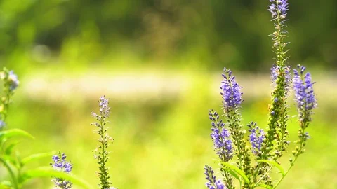 Flowers by the river Video stock 94521629