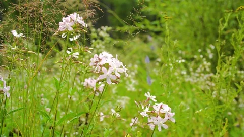 Flowers by the river Stock Footage 94521651