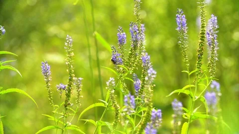 Flowers by the river Video stock 94521661