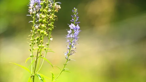 Flowers by the river Video stock 94521689