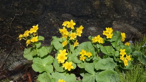 Flowers at river Stock Footage 103493105