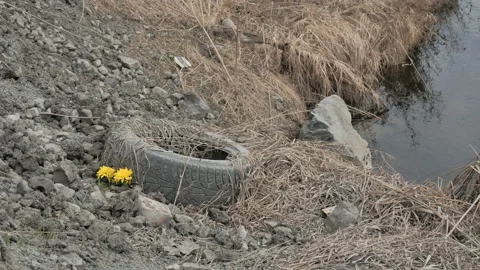 Flowers by the river Stock-Footage 107383835