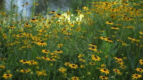 Flowers by a River Stock Footage 136392318