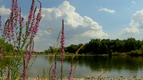 Flowers by the river Stock Footage 219804659