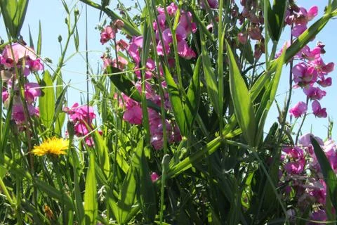 Flowers by the river Foto stock