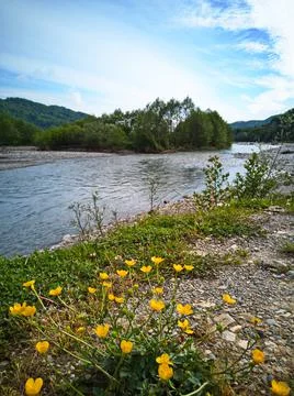 Flowers by the river Stock Photos