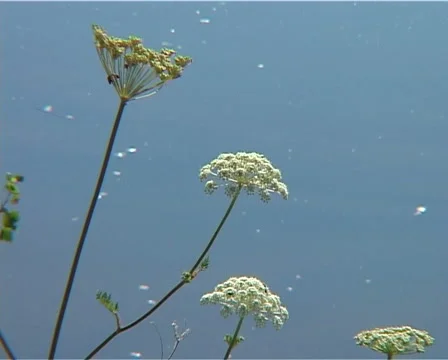 Flowers on the riverside Stock Footage 939710