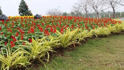 Flowers on the road Stock Footage 91276085