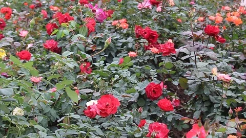 Flowers on the road Stock Footage 91276259