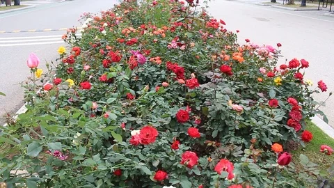 Flowers on the road Stock Footage 91276284