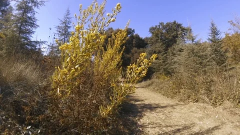 Flowers on the road Video stock 103474356