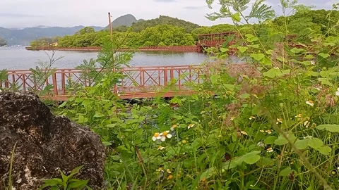 Flowers by the road part 2 Stock Footage 240618068