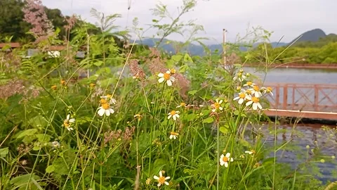 Flowers by the road part 4 Stock Footage 240619220